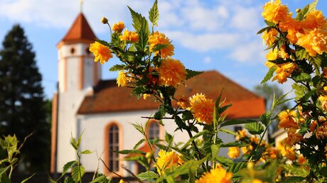 Garten rund um eine Kirche / © Marasthea (Pixabay)