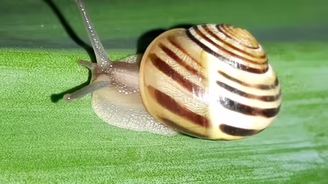  &copy; Sr. Emmanuela (privat)