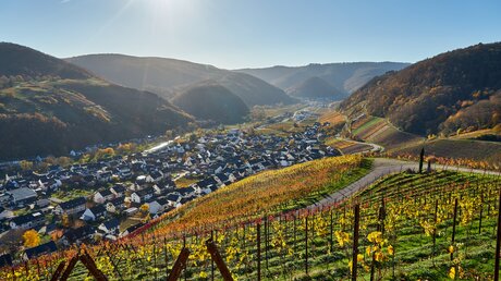 Bunte Weingärten im Herbst im Weinanbaugebiet des deutschen Ahrtales. / © Dieter G (shutterstock)