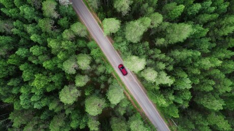 Ein Auto fährt auf einer Straße durch einen Wald / © Raland (shutterstock)