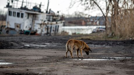 Symbolbild Ein Hund im ukrainischen Kriegsgebiet / © ChocoPie (shutterstock)