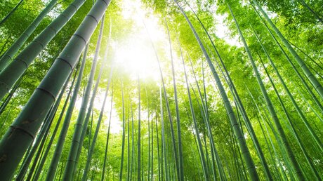 Eine Bambuswald in Arashiyama, Kyoto, Japan. / © odd-add (shutterstock)