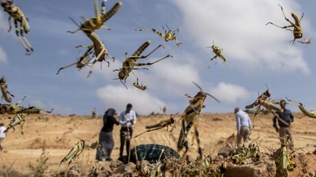 Junge Wüstenheuschrecken springen aus einem Feld in Somalia / © Ben Curtis (dpa)