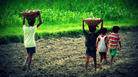 Kinderarbeit auf dem Feld / © Incredible_backgrounds (shutterstock)