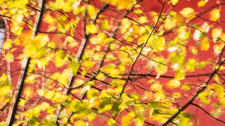Linde im Herbst / © Frank Rumpenhorst (dpa)