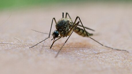 Überträger der Malaria-Erreger (dpa)