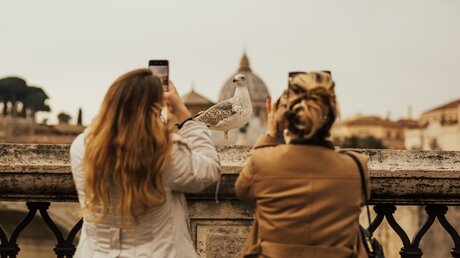 Möwe als Fotomotiv vor der Kuppel des Petersdoms / © Summer loveee (shutterstock)