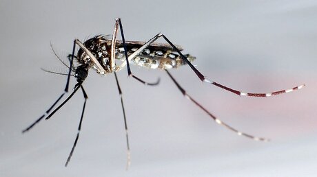 Moskito Aedes aegypti überträgt das Zika-Virus / © Gustavo Amador (dpa)