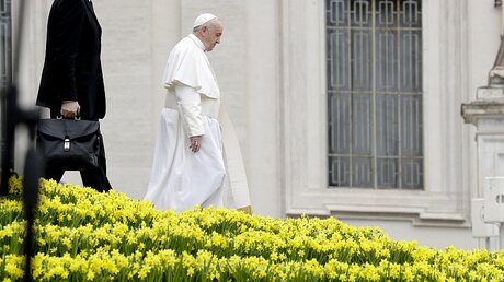 Nach der Ostermesse geht Papst Franziskus an einem Feld von Osterglocken vorbei / © Andrew Medichini (dpa)