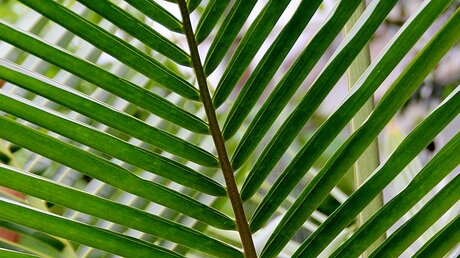 Palmzweig am Palmsonntag / © Riedel (Erzbistum Köln)