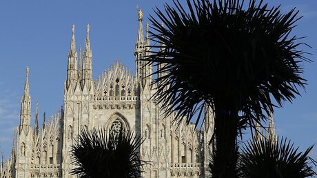 Palmen vor dem Dom in Mailand / © Antonio Calanni (dpa)