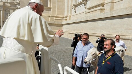 Ein ungewöhnliches Geschenk: Papst Franziskus bekommt eine Kuh für den Bauernhof in Castel Gandolfo  / © Osservatore Romano (KNA)