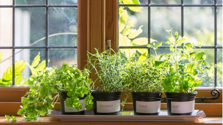 Pflanzen- und Kräuterzucht auf der Fensterbank / © Christine Bird (shutterstock)