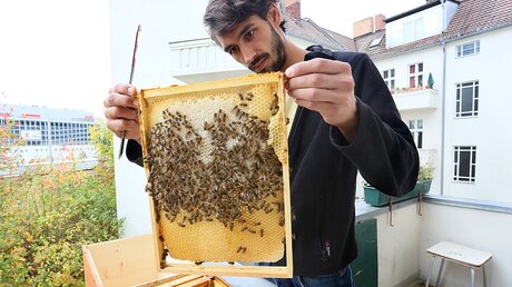 Bienen am Balkom (dpa)