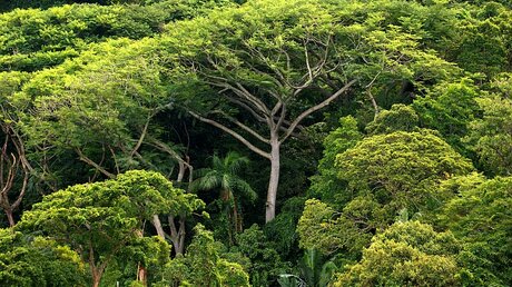 Amazonas-Regenwald / © Ralf Hirschberger (dpa)