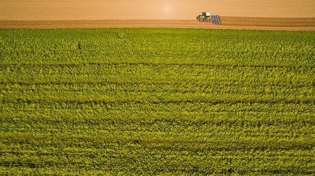 Agrobusiness" – mechanisierte, stark industrialisierte Landwirtschaft vergisst Menschen und Umwelt  / © Hauke-Christian Dittrich (dpa)