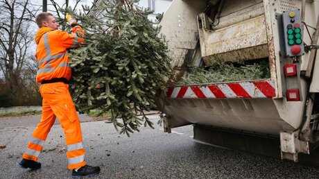 Stadtreinigung sammelt Weihnachtsbäume ein / © Christian Charisius (dpa)