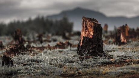 Symbolbild Rodung und Abholzung / © Dudarev Mikhail (shutterstock)