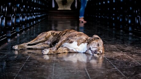 Symbolbild: Schlafender Hund in einer Kirche / © Muriel Caldas (shutterstock)