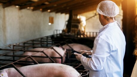 Tierarzt bei Schweinen in einem Stall / © Dusan Petkovic (shutterstock)