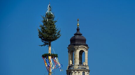 Traditionelles Maibaumsetzen in Dresden / © Arno Burgi  (dpa)