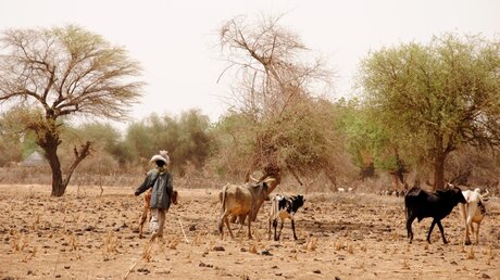 Trockene Steppe in Burkina Faso / © Katrin Gänsler (KNA)