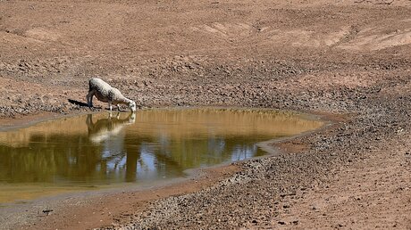 Trockenheit in Australien / © Dean Lewins (dpa)
