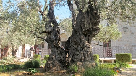 Olivenbaum (dpa)
