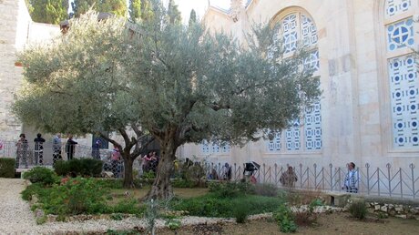 Die Olivenbäume im Garten Gethsemane in Jerusalem  (dpa)