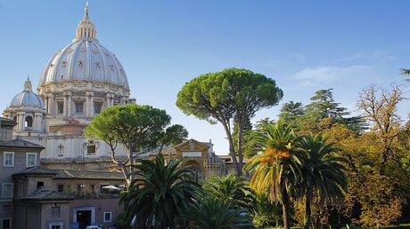 Vatikanische Gärten: Baumspitzen vor der Kuppel des Petersdoms / © Kiriusku (shutterstock)
