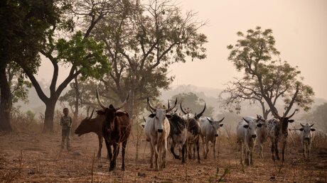 Viehhirte vom Volk der Fulani mit ihren Kühen / © Katrin Gänsler (KNA)