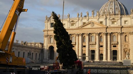 Weihnachtsbaum vor dem Vatikan / © Andrew Medichini (dpa)