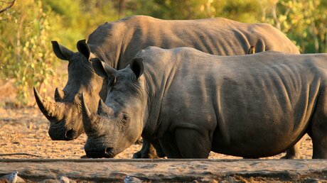 Zwei Nashörner im Kruger Nationalpark / © Toye (shutterstock)