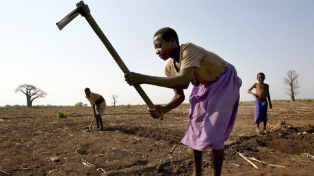 Bauern in Malawi / © Jon Hrusa (dpa)