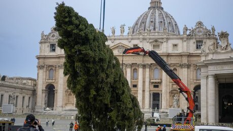 Der Weihnachtsbaum auf dem Petersplatz für 2021 wird aufgestellt / © Andrew Medichini (dpa)