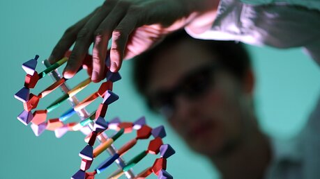 Ein Mann betrachtet ein DNA-Model / © Angelika Warmuth (dpa)