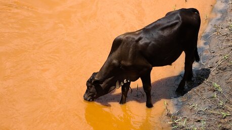 Eisenerzbergwerk in Brasilien: Nach einem Dammbruch verteilten sich Schlamm und schädliche Stoffe. Eine Kuh trinkt davon. / © José Cruz/Agência Brasil (dpa)