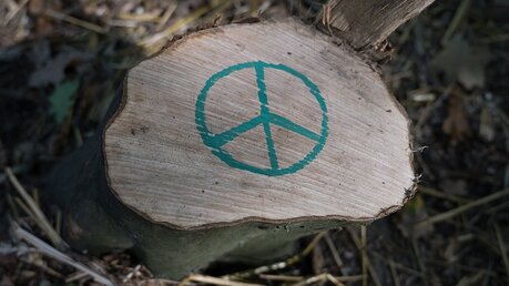 Friedenssymbol auf einem abgesägten Baumstumpf im Hambacher Forst  / © Christophe Gateau (dpa)