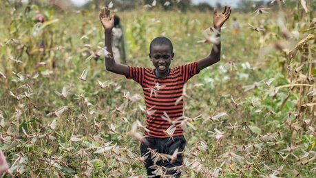 Heuschreckenplage in Ostafrika / © Ben Curtis (dpa)