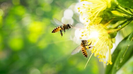 Man kann von Bienen viel lernen / © MERCURY studio (shutterstock)