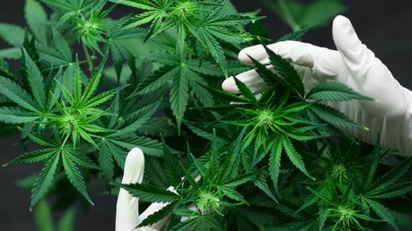Kann Cannabis bald legal von Erwachsenen gekauft werden? / © Dmytro Tyshchenko (shutterstock)