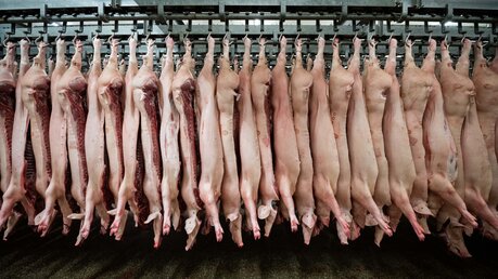 Halbe Schweine hängen in einem Schlachthof an Haken / © Mohssen Assanimoghaddam (dpa)