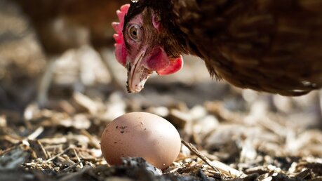 Ein Huhn aus Freilandhaltung betrachtet ein Ei auf einem Bauernhof.  / © Victoria Bonn-Meuser (dpa)