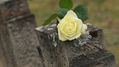 Eine gelbe Rose liegt auf dem Grabstein des unbekannten Soldaten auf dem Hauptfriedhof Eisenach / © Martin Wichmann/Wichmann-TV (dpa)