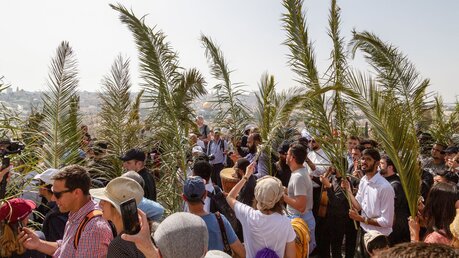 Teilnehmer halten lange Palmzweige bei der Palmsonntagsprozession in Jerusalem / © Andrea Krogmann (KNA)