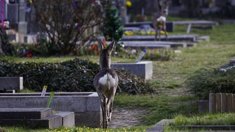 Tierischer Besuch auf Wiener Friedhof / © DrehundSchnitt (shutterstock)