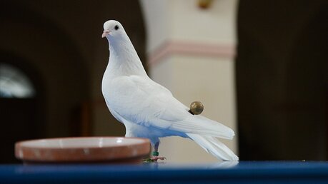 Weiße Taube als Symbol des Friedens / © Harald Oppitz (KNA)