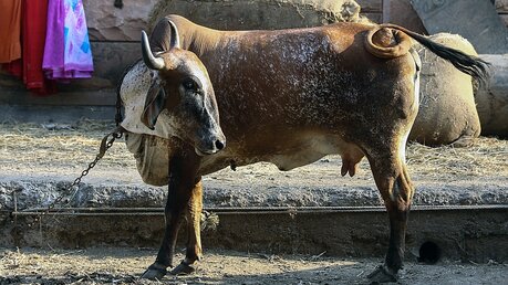 Streit um die Kühe in Indien / © Divyakant Solanki (dpa)