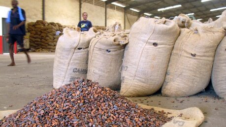 Lieferkettengesetz: Kakao-Bohnen liegen zum Trocknen in einem Lagerhaus auf einem Tuch / © picture alliance / Alex Duval (dpa)