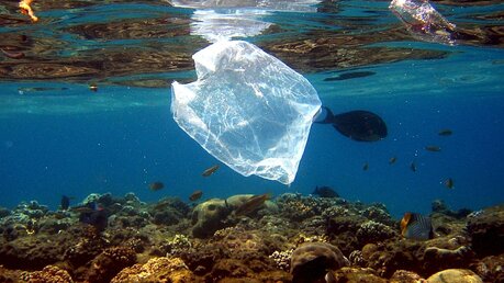 Plastik im Meer - eine Gefahr für die Meeresbewohner / © MIKE NELSON (dpa)